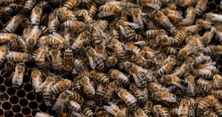 Zumbido en el sector agrícola con la llegada de Api a la Orinoquia