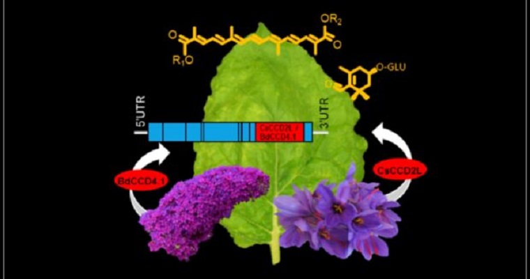 Pigmentos del azafrán en plantas de tabaco, el logro del grupo de Biología y Fisiología Molecular de la UCLM