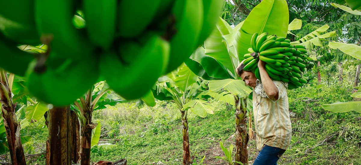 99 de los 170 municipios priorizados en los PDET tendrán alianzas productivas del MinAgricultura - 25 de septiembre de 2017