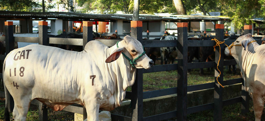 Minagricultura entregará 30 mil toneladas más de alimentación bovina en departamentos con declaratoria de calamidad - 23 de junio de 2016