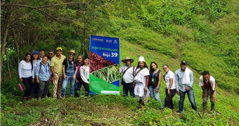Frijoles biofortificados de AGROSAVIA ofrecen herramientas pedagógicas para la sensibilización ambiental