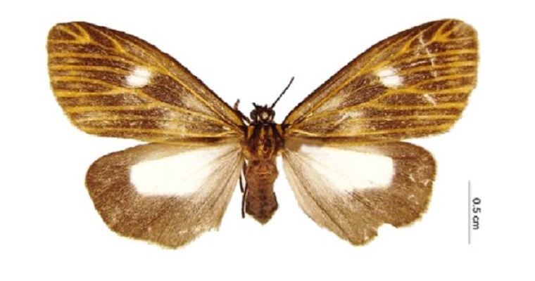 Tres nuevas especies para la ciencia acaban de ser descritas en la Colección Taxonómica Nacional de Insectos «Luis María Murillo» (CTNI)