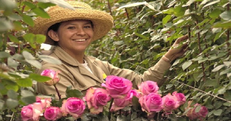 Asocolflores y el éxito de la floricultura colombiana en los mercados internacionales