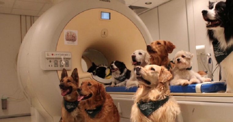 El cerebro de los perros distingue lo que le dicen los humanos