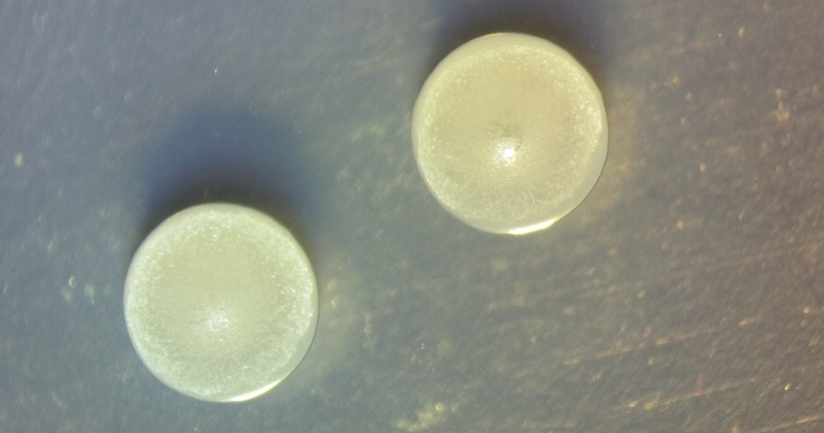 Investigación avanza en la materialización de un bioproducto para el manejo del impacto del cambio climático en cultivos