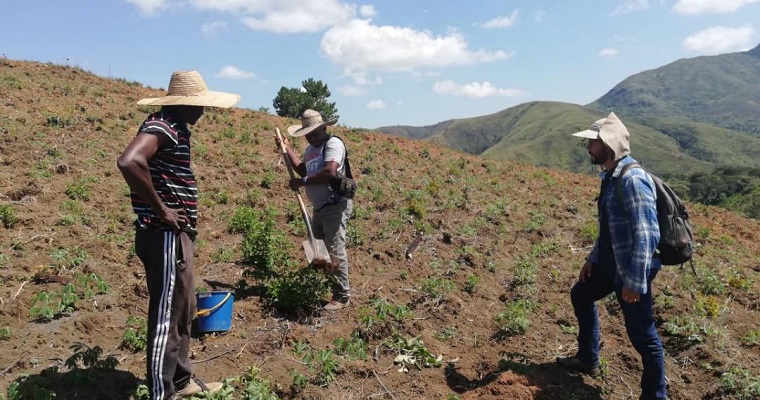 Familias encuentran producción sostenible en la yuca industrial por sus características