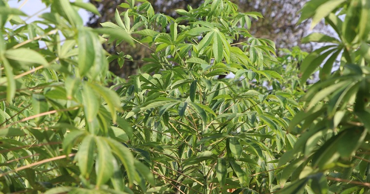 Productores de Atlántico y Magdalena participan en convocatoria del Plan Yuca País fase II