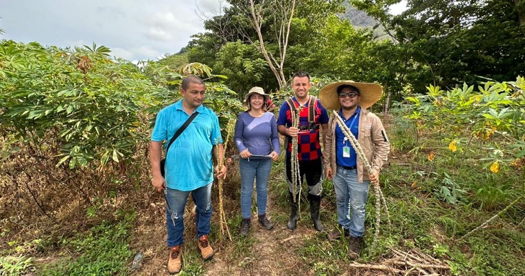 Avanza la Fase II del proyecto Yuca País con productores del departamento del Cesar