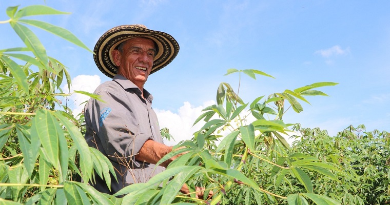 AGROSAVIA fortalece el sistema productivo de tubérculos a través de la convocatoria Yuca País en el Cauca