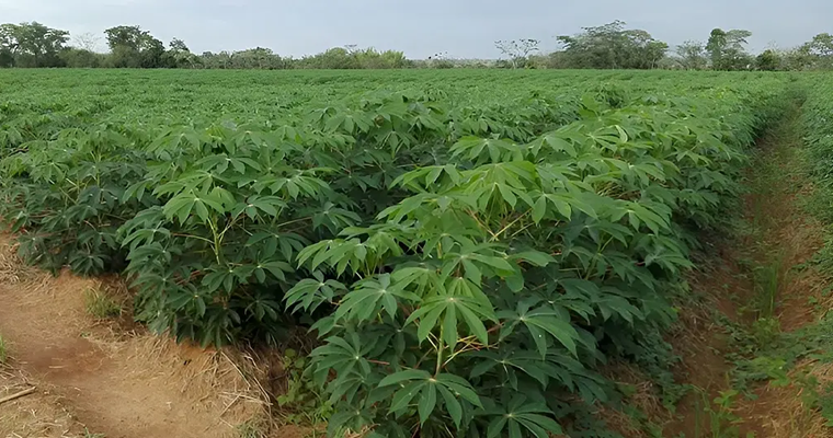 Este es el potencial productivo de la variedad de yuca Melúa-31