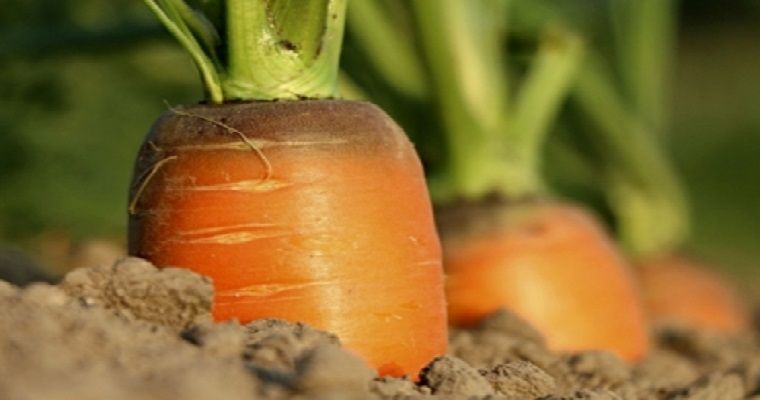 Conozca más sobre la oferta de Econexia para el sector agropecuario