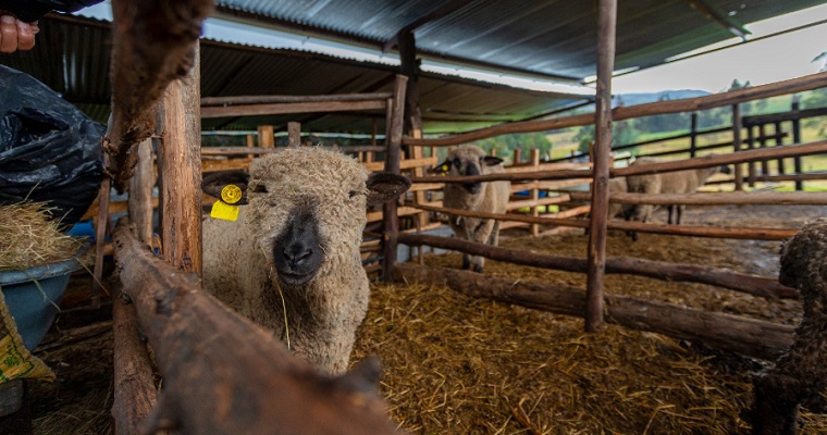 La UPRA socializa la zonificación ovino-caprina en pastoreo con productores y actores regionales de la costa Caribe