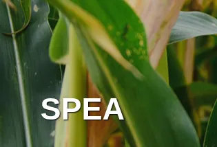 spea