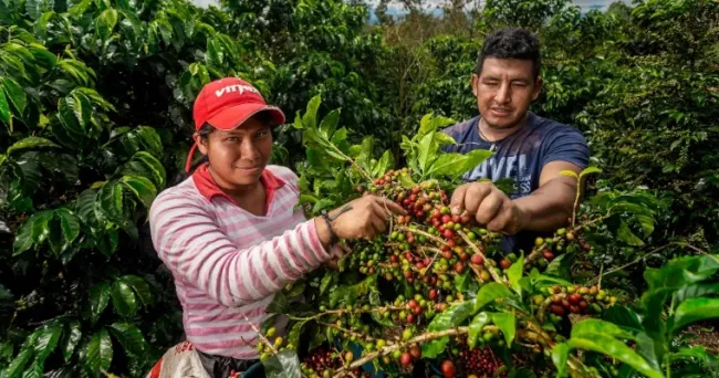 Día Internacional del Café