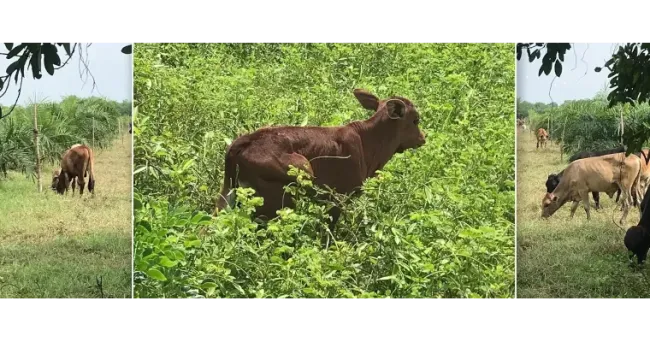 Nació en Córdoba el primer macho de raza compuesta: un hito para la ganadería colombiana