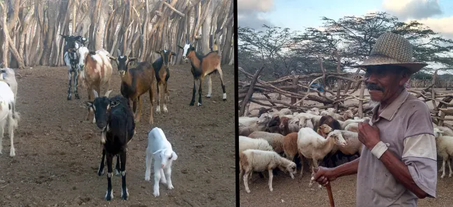 MinAgricultura hace un llamado a productores de la región Caribe a implementar medidas de prevención y protección de animales por temporada de ciclones