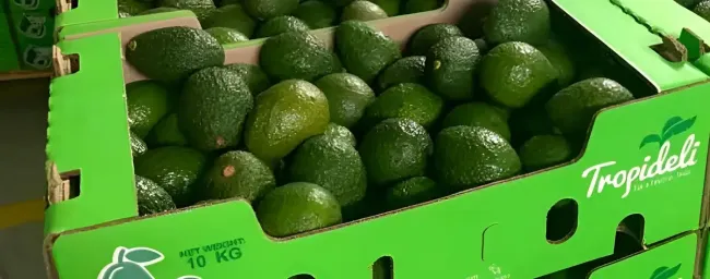 Alivio para productores colombianos de aguacate Hass: EE. UU. retira el arancel del 10 %
