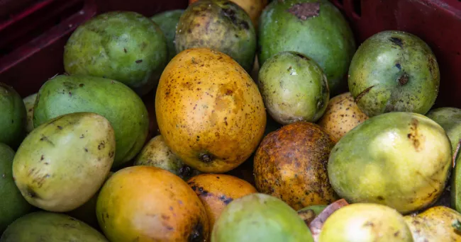 Mango criollo 