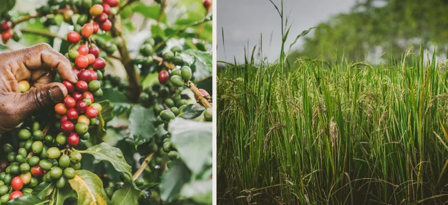 MinAgricultura