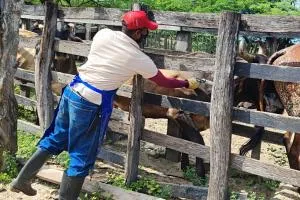 FEDEGAN