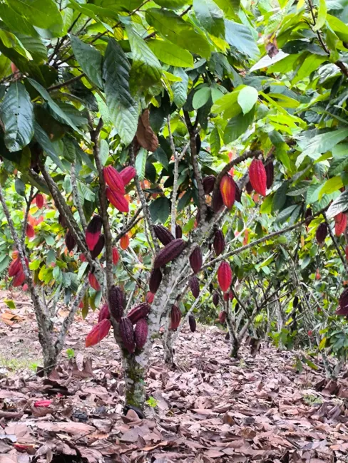 Cosecha de cacao