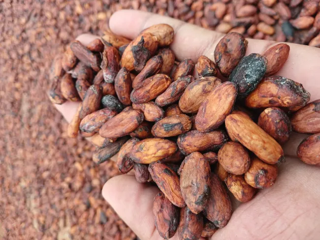 Excelente cacao seco orgánico 