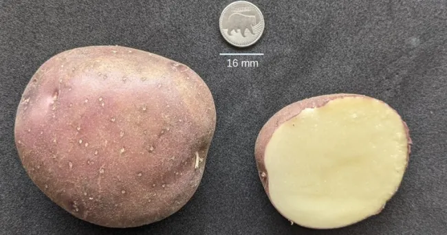 Desentrañan el genoma de la papa Diacol Capiro: un avance histórico para la agricultura en Colombia