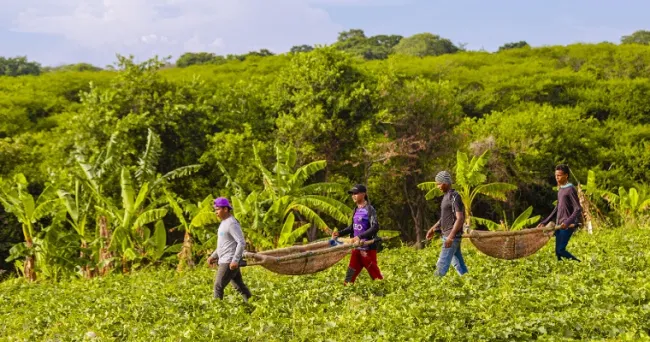 El melón es una de las alternativas productivas en La Guajira que los campesinos están sembrando