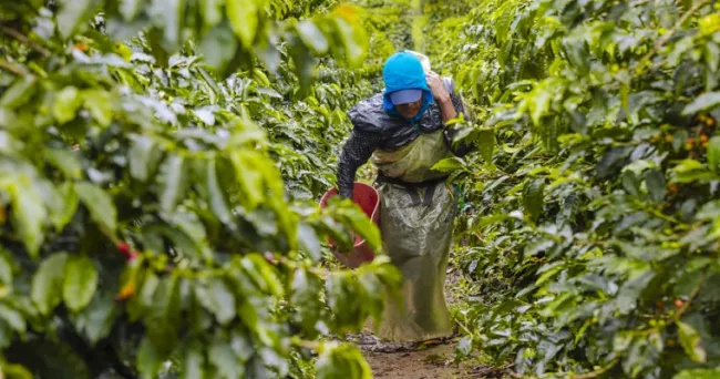 La tasa de desempleo en las zonas rurales para agosto de 2023 fue de 7%, la más baja para este periodo desde 2018