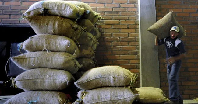 Cultivos de café no requieren tanto cloro