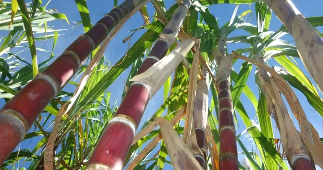 Con semilla de caña de azúcar para panela, AGROSAVIA fortalece las capacidades productivas de agricultores en Boyacá y Santander