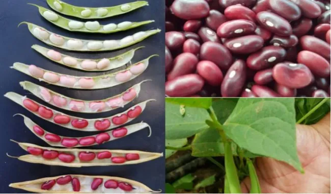 Nueva variedad de fríjol para combatir la malnutrición