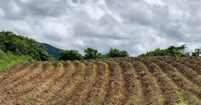 El proyecto de sostenibilidad ambiental que beneficia campesinos de Colosó