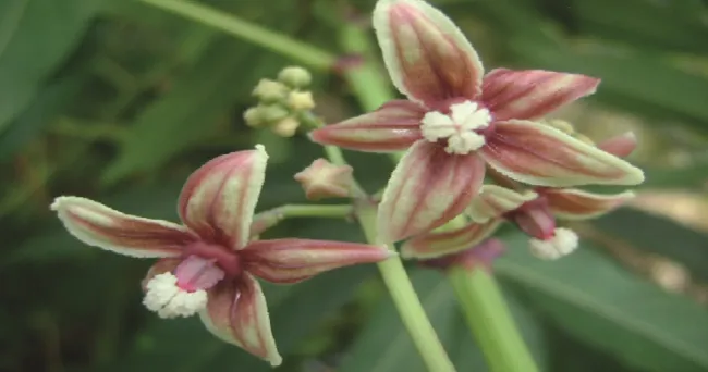 En Colombia, se lanza el primer catálogo digital de variedades de yuca del Cauca