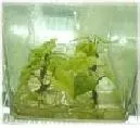 Foro: Técnicas de micropropagación y producción de semilla limpia