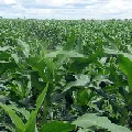 Gobierno estimula siembra de maíz amarillo tecnificado