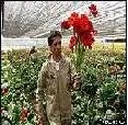 Estados Unidos prorroga aplicación de nuevas exigencias a exportaciones de flores colombianas
