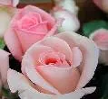 Exportaciones de flores a Paraguay