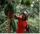 Investigación de CORPOICA permite establecer sexo de plantas de papaya antes de su floración