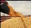 FAO da voz de alarma por la subida de precio de los cereales en el mundo