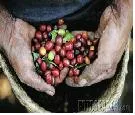 El Sello "Fairtrade" eleva el precio mínimo del café de comercio justo
