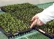 CORPOICA lidera participación de Colombia en red internacional de biofertilizantes