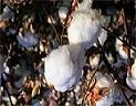 CORPOICA lanza biofertilizante Monibac para la cosecha algodonera del interior