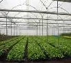 Ministerio de Agricultura Inaugura Invernadero de Alta Tecnología en Antioquia