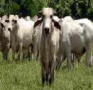 Colombia libre de fiebre aftosa, carne y lácteos para el mundo