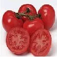 Chat CORPOICA sobre agricultura protegida con énfasis en tomate