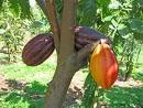 Cacaoteros Analizan Presente y Futuro de la Actividad