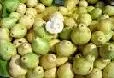 Plan de choque para combatir el Picudo de la Guayaba