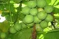 CORPOICA internacionaliza proyecto de investigación sobre jatropha