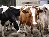 Se refuerzan controles en el Chocó para combatir rabia bovina